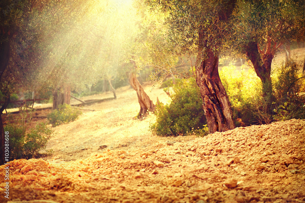 Olive trees garden. Mediterranean olive orchard with old olive tree