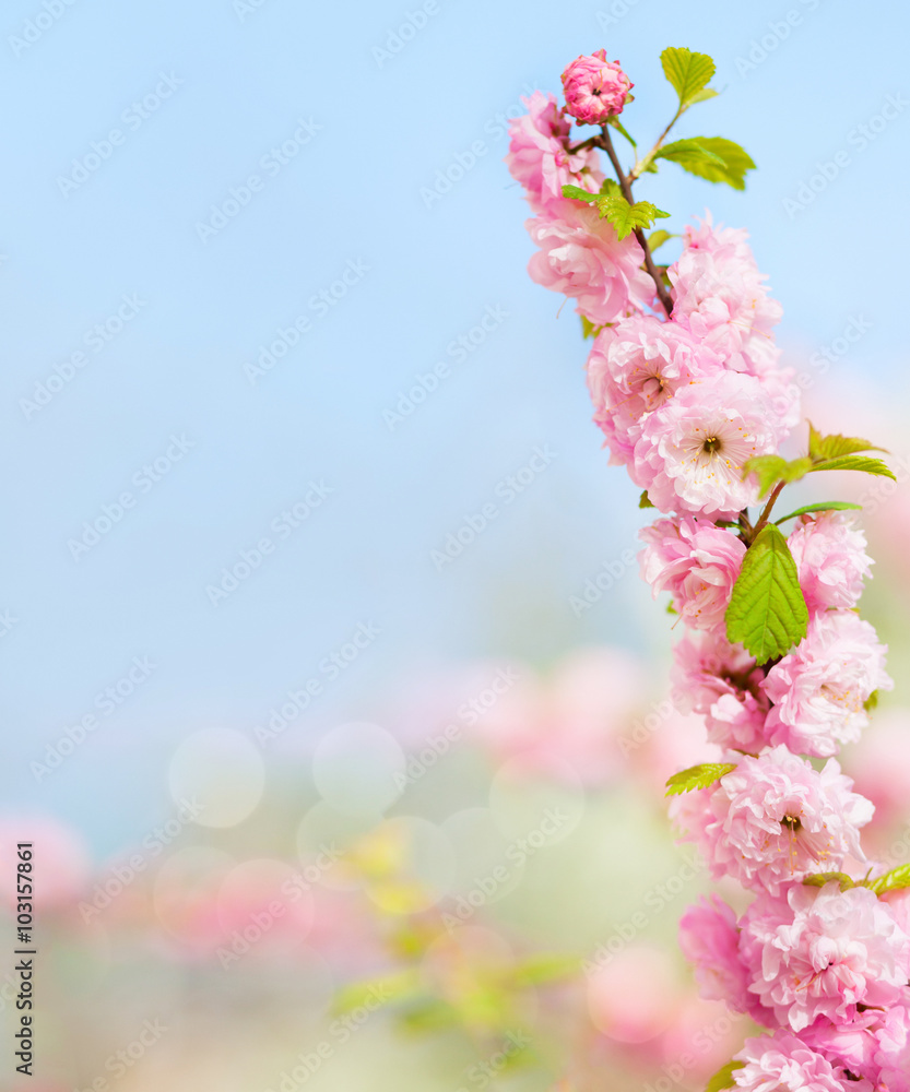 枝条上开着美丽的粉红色花朵（开花的杏仁）。非常浅的景深。选择性fo