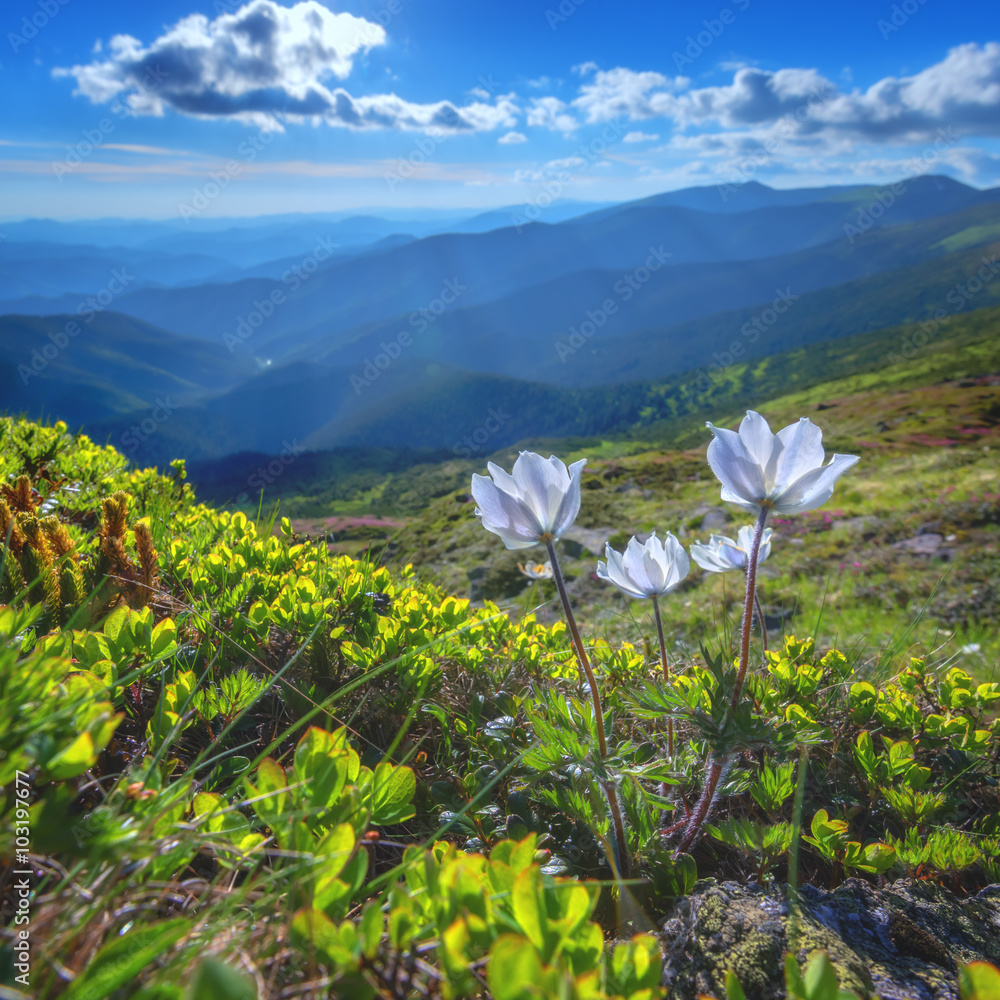 花