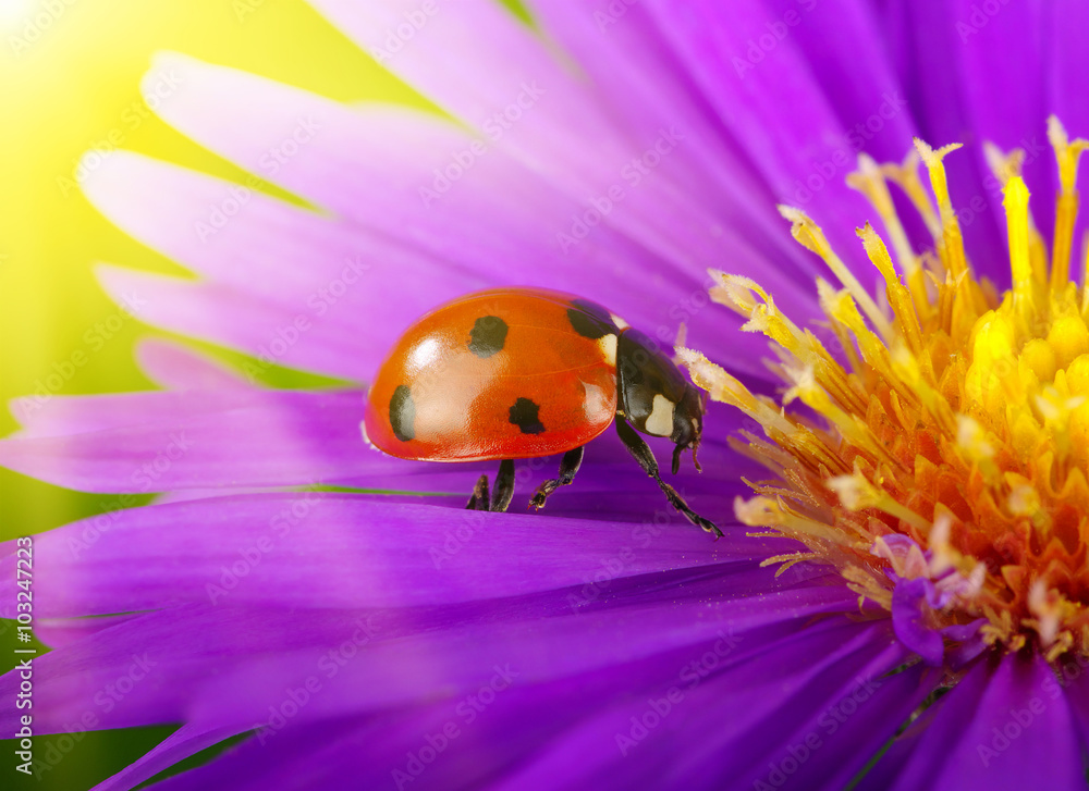 Ladybug and flower