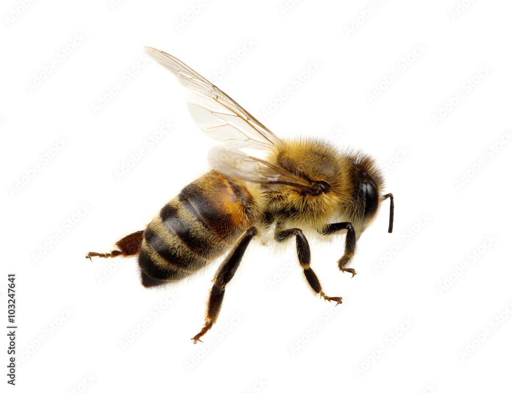 bee