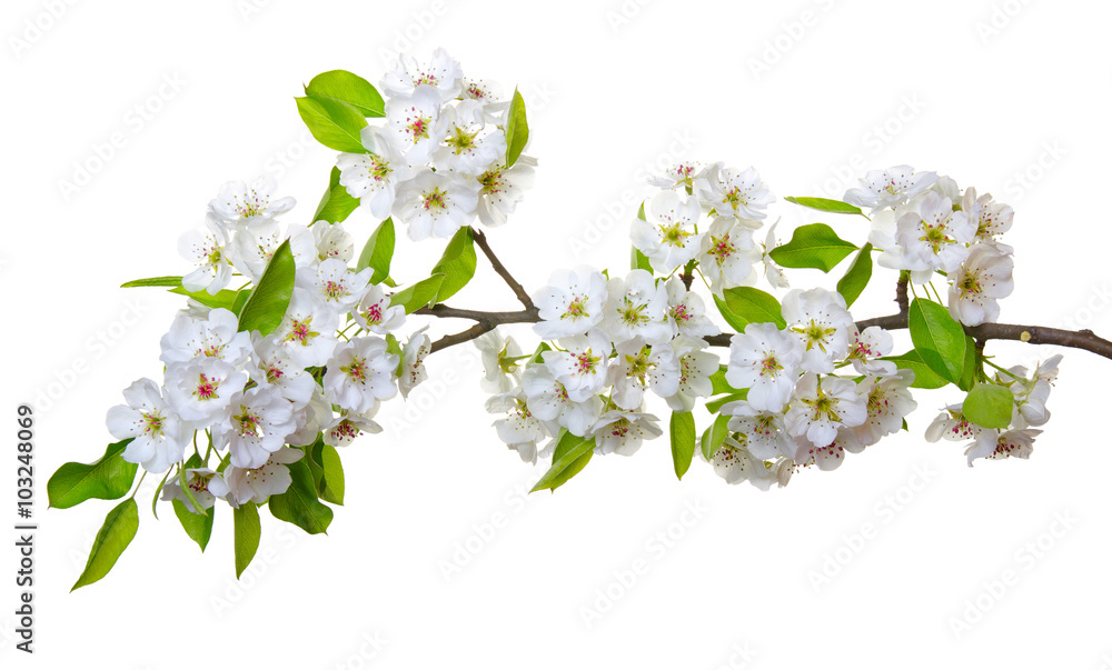  blossoms isolated on white