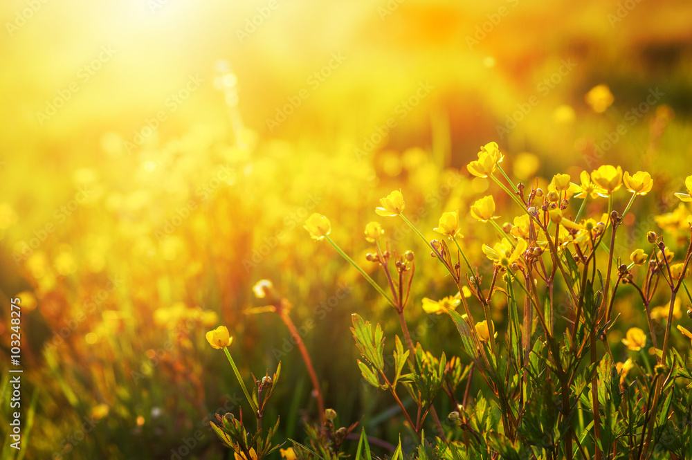 field of spring flowers