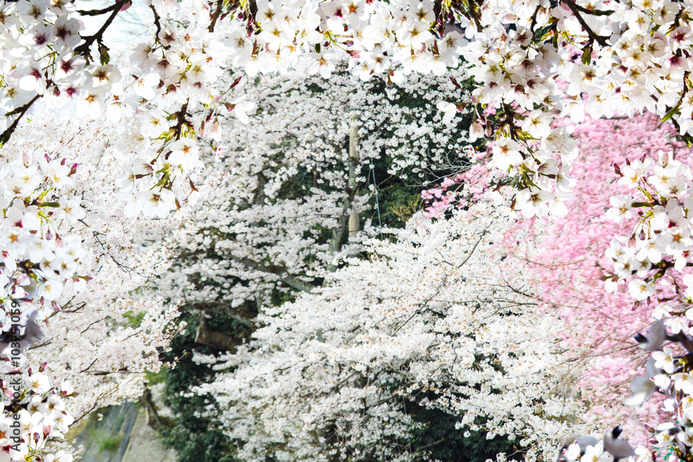 日本京都美丽的樱花海景图