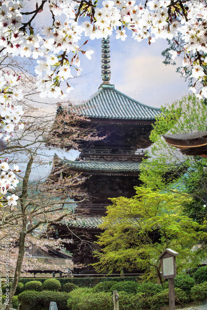 日本京都美丽的樱花海景图