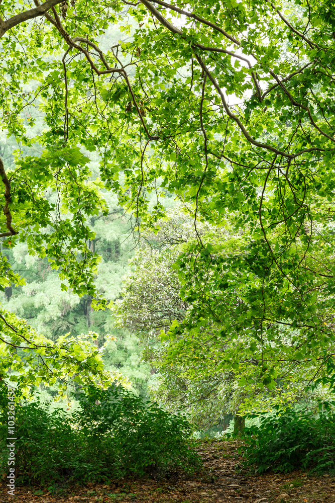 green tree leaves natural background in the summer