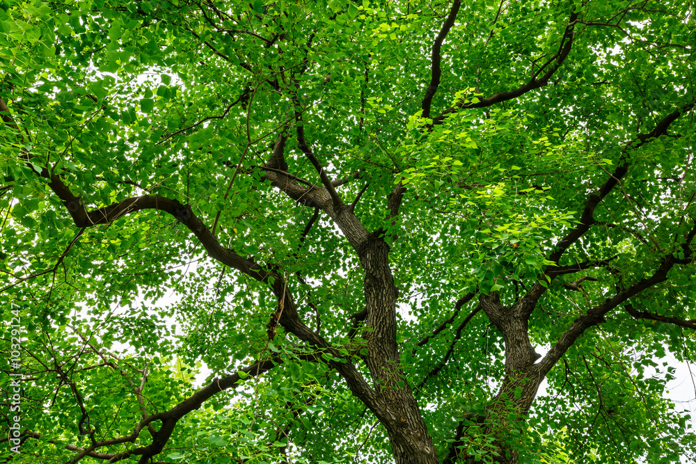 Green natural background of Chinese tallow trees in summer