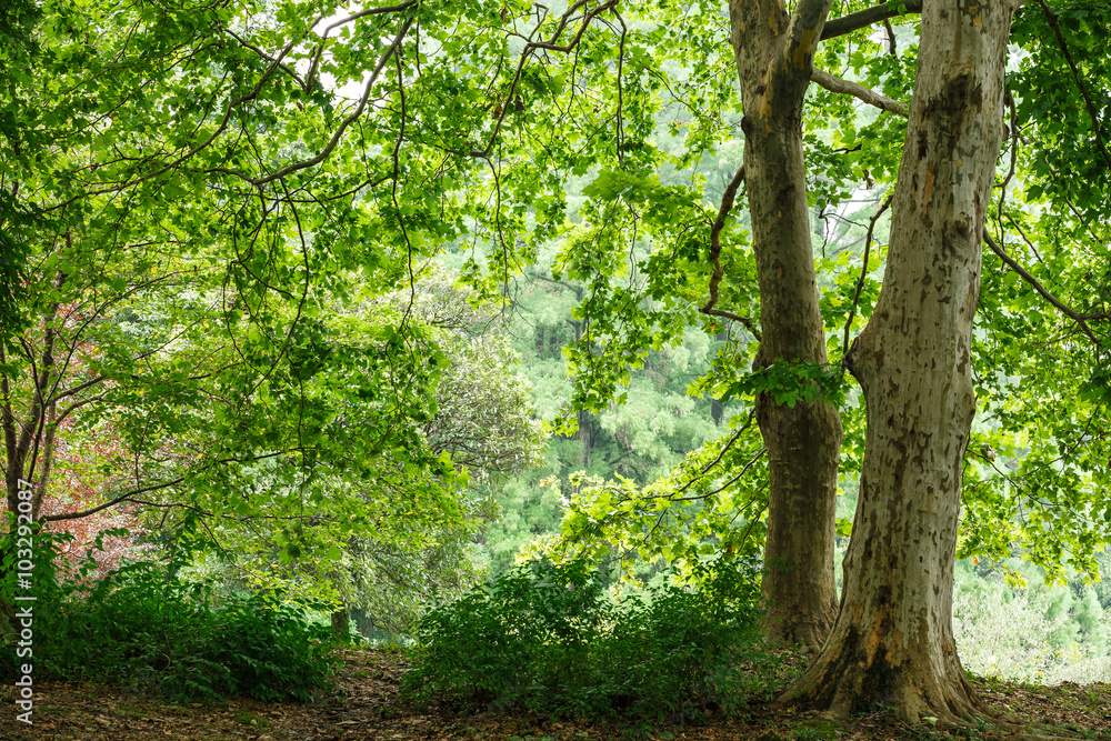 Green natural background of buttonwood trees in summer