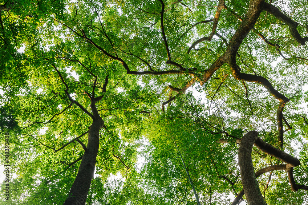 Green natural background of Camphor trees in summer