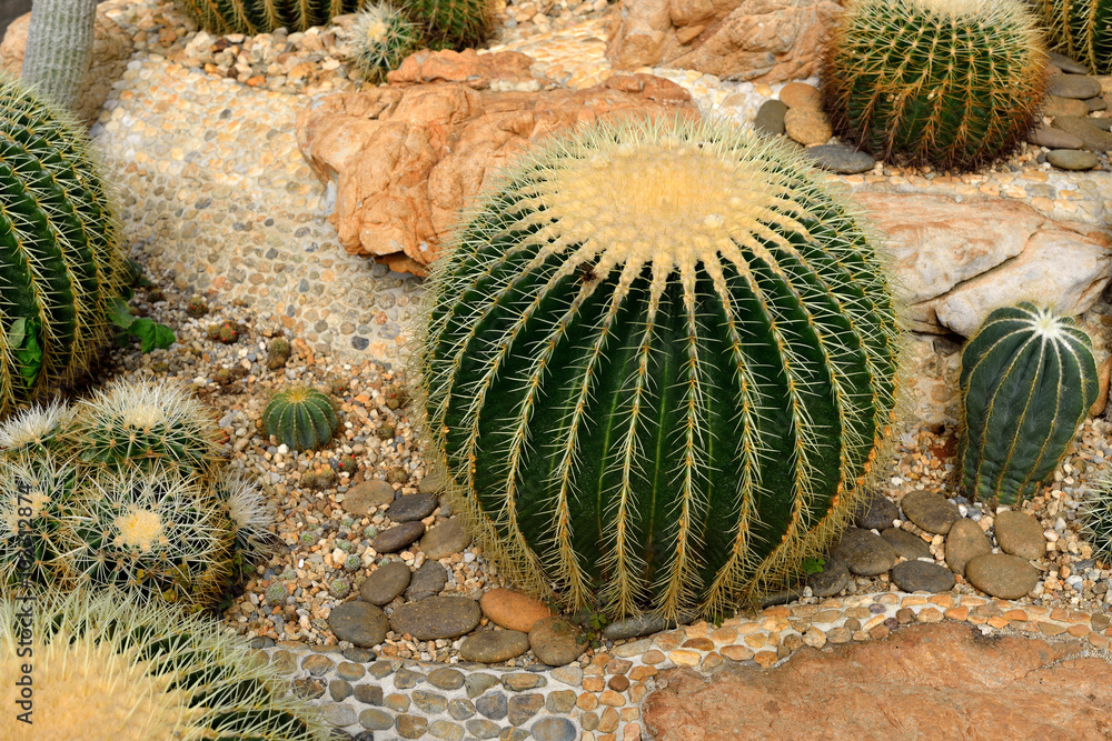 植物园里种植的美丽的大仙人掌