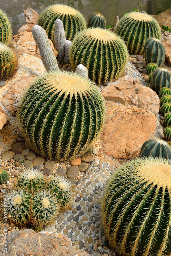 植物园里种植的美丽的大仙人掌