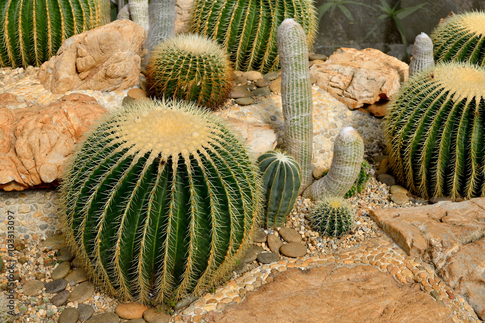 The beautiful big cactus planted in a botanical garden