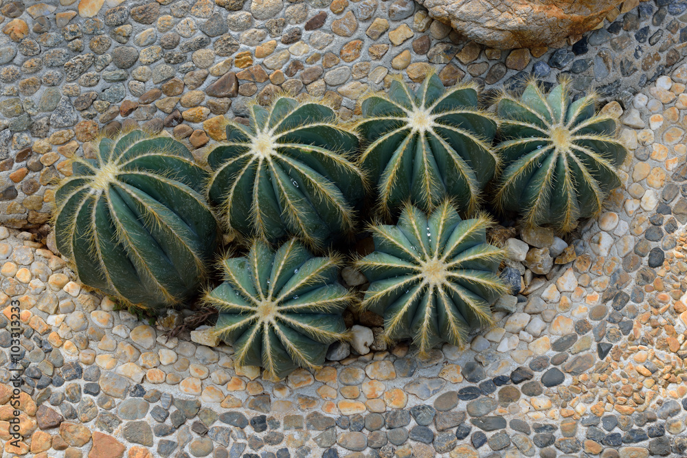 The beautiful big cactus planted in a botanical garden