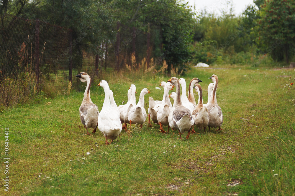 Domestic geese graze on traditional village goose farm