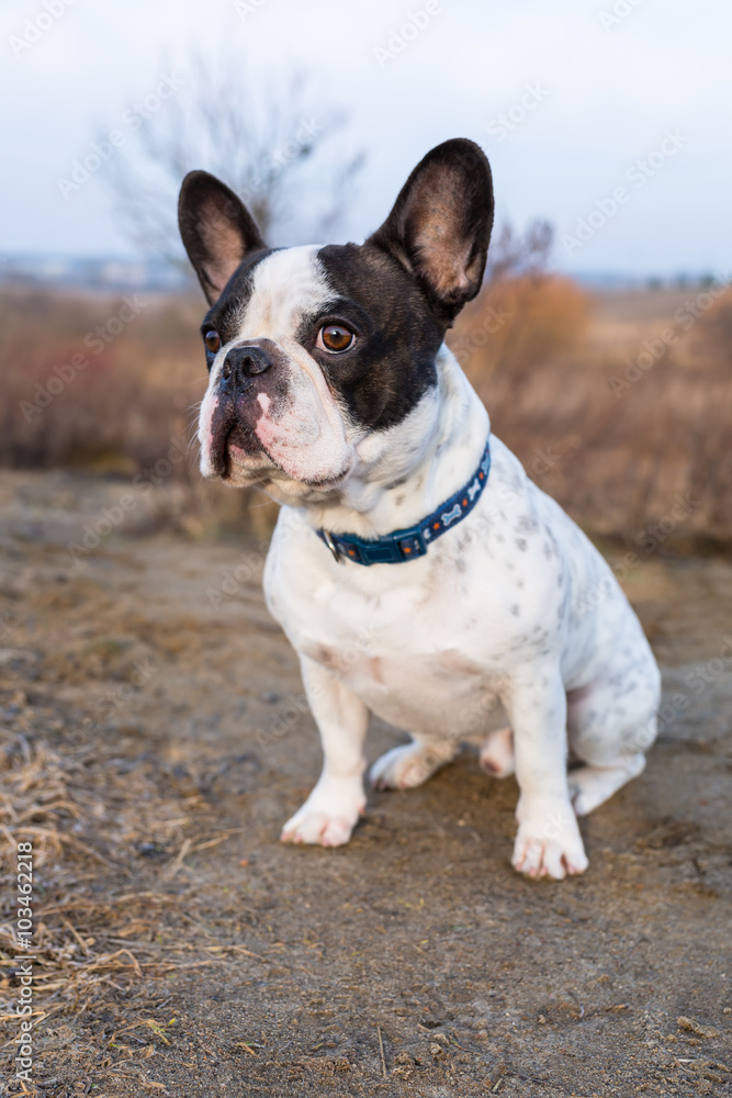 French bulldog on the winter walk