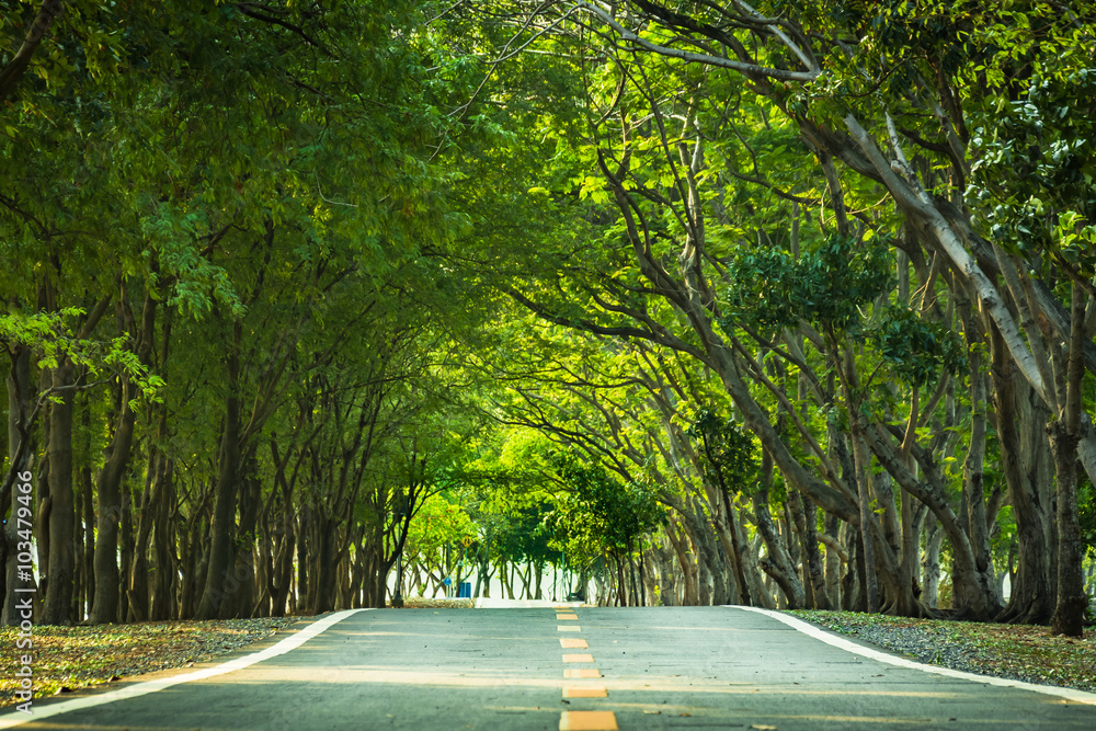 road in the park