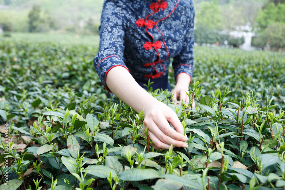 茶园里美丽的亚洲女孩