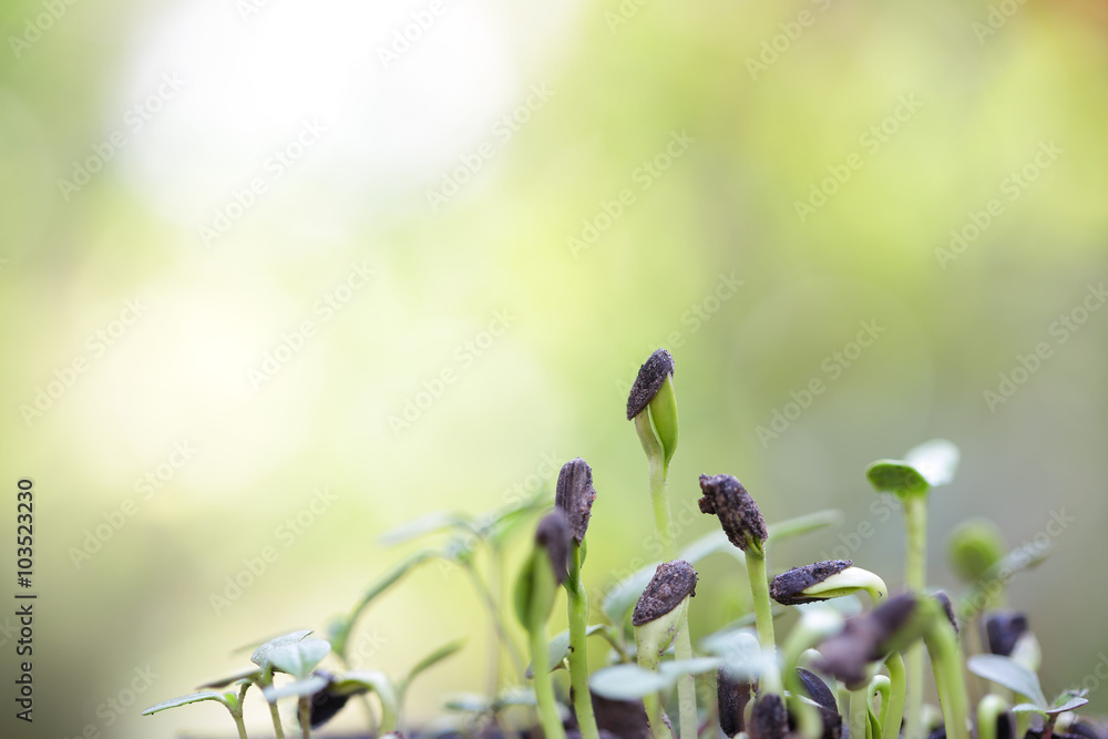 向日葵种植