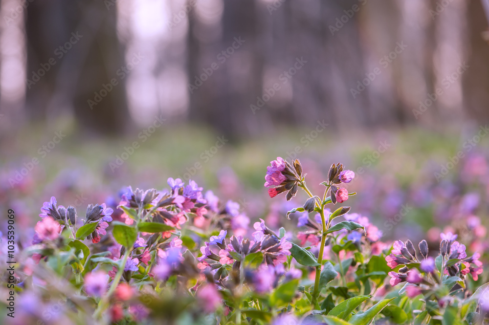 鲜花