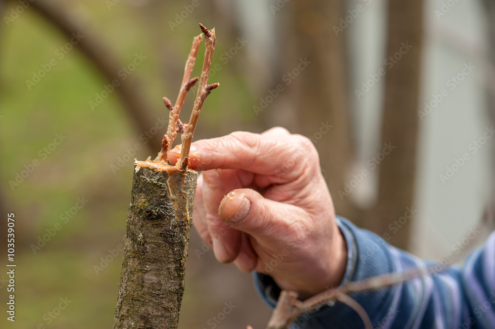 gardening