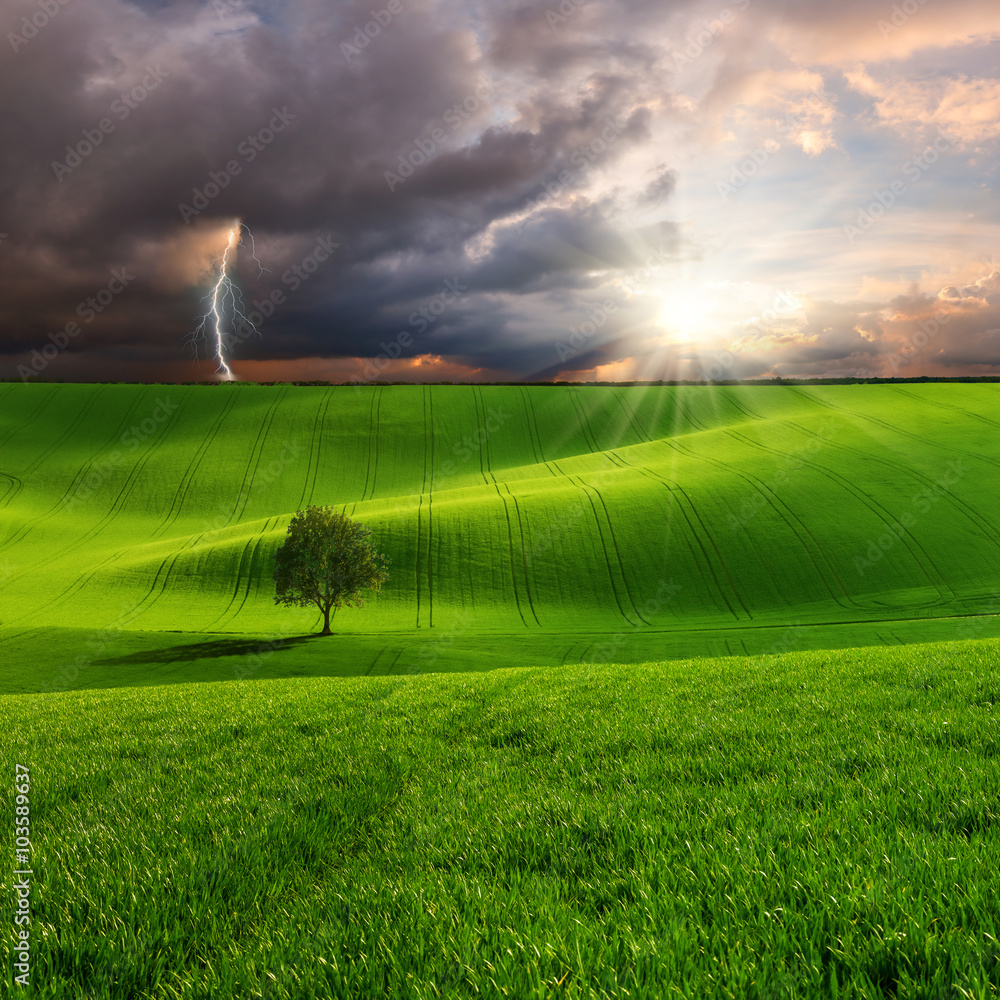 Landscape with Tree on Green Field