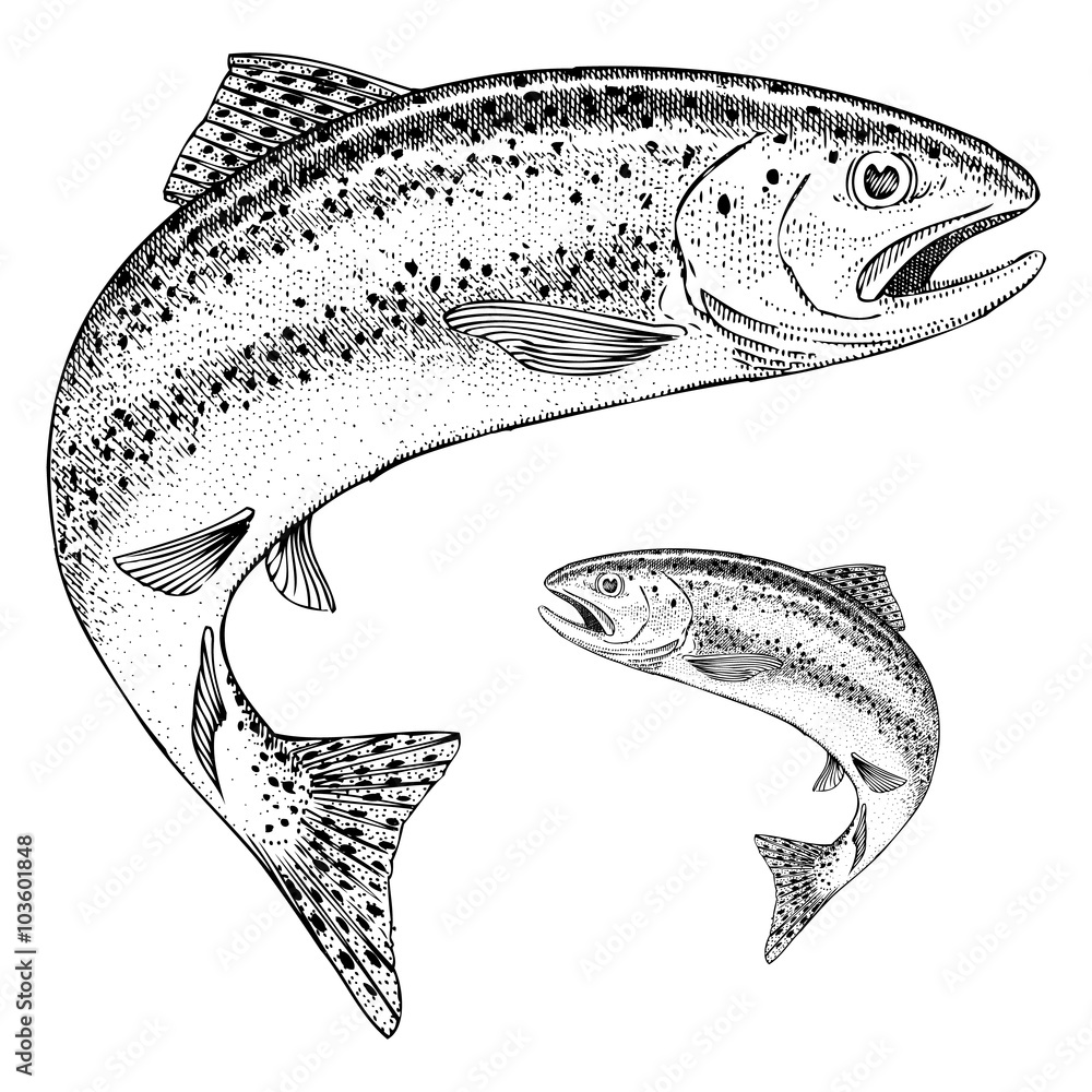 Trout Illustration 