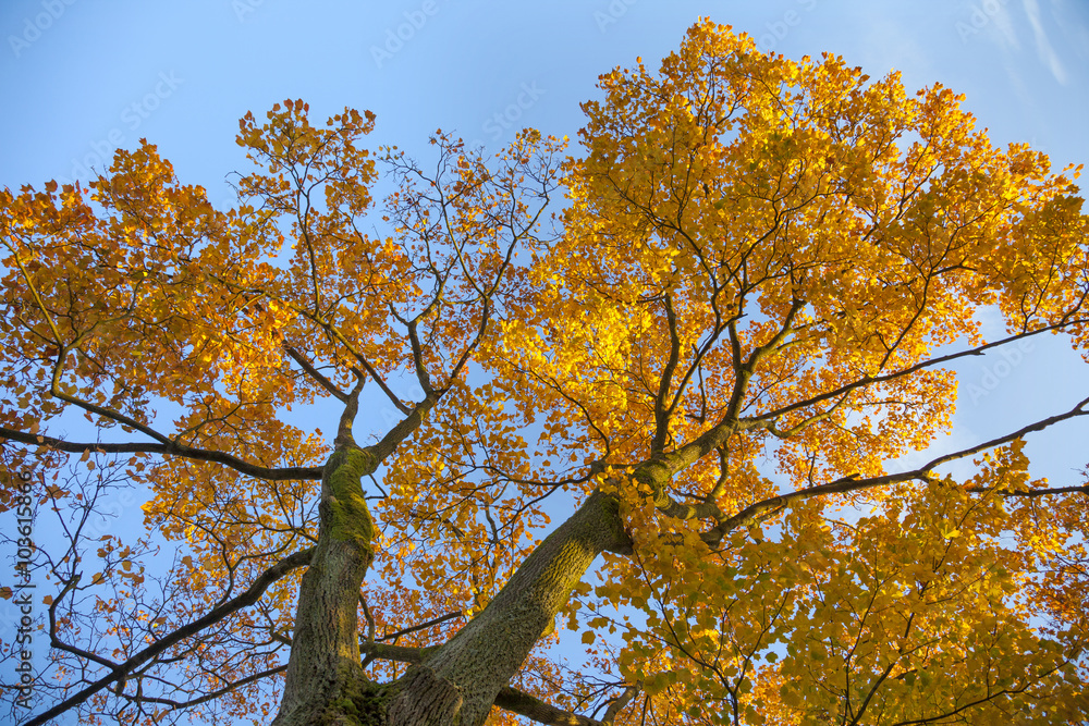 vibrant autumn colors of oak tree fall leaves against blue sky l