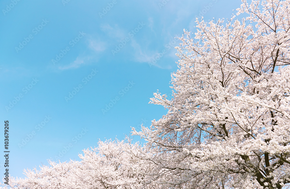 日本の春の風景　桜　染井吉野