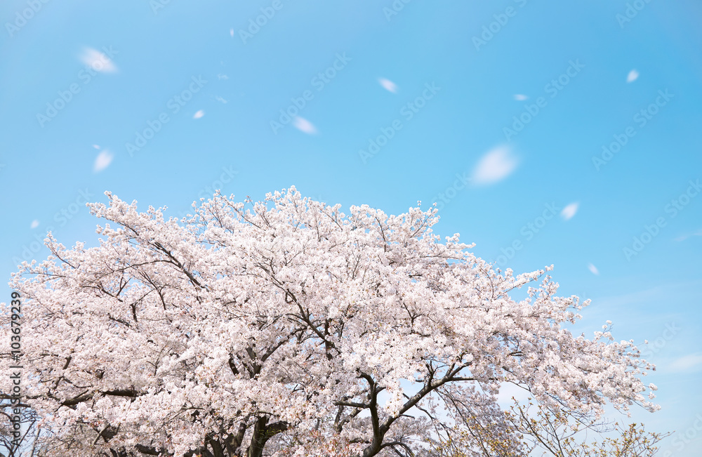 桜　桜吹雪　染井吉野