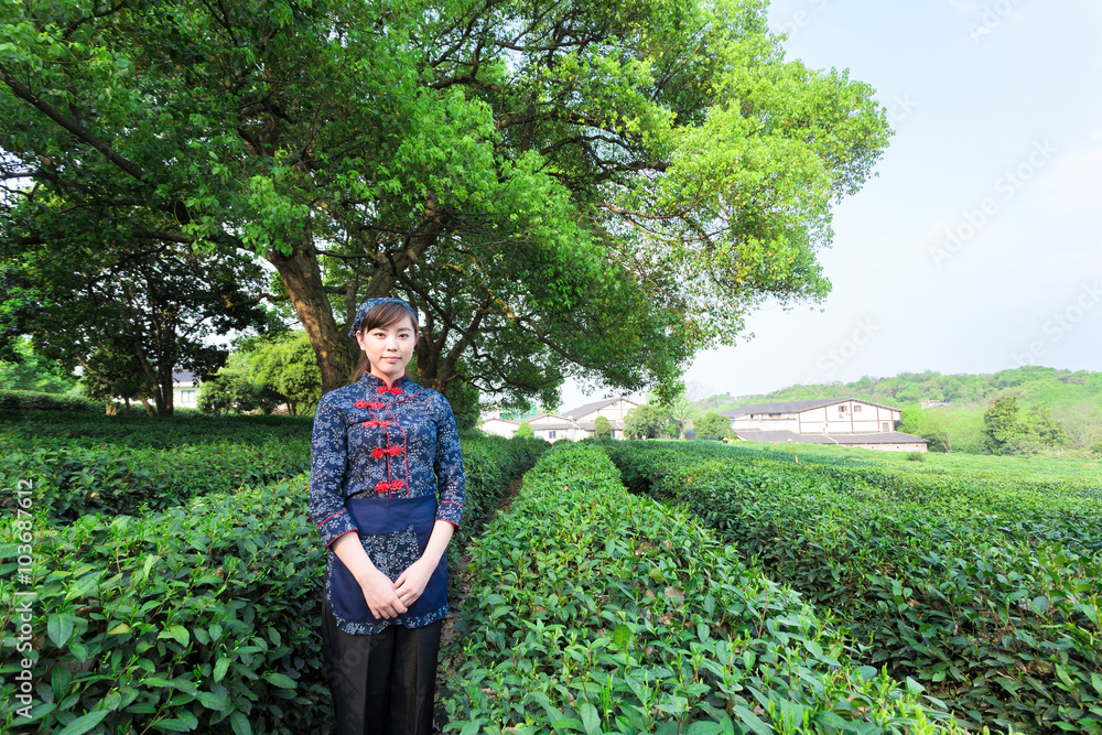 在绿茶种植园工作的美丽亚洲女孩