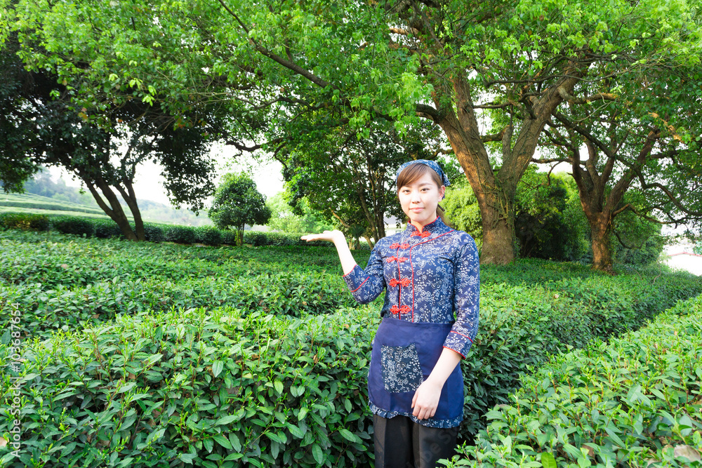 beautiful Asian girl working in green tea plantation