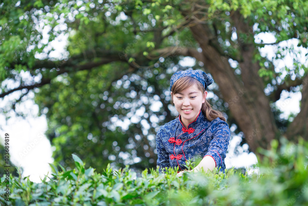 beautiful Asian girl working in green tea plantation