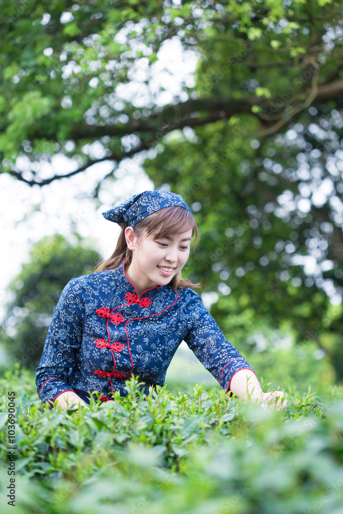 在绿茶种植园工作的美丽亚洲女孩