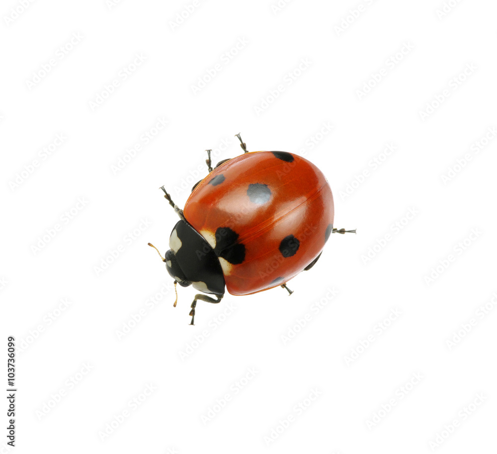 Ladybug isolated on white