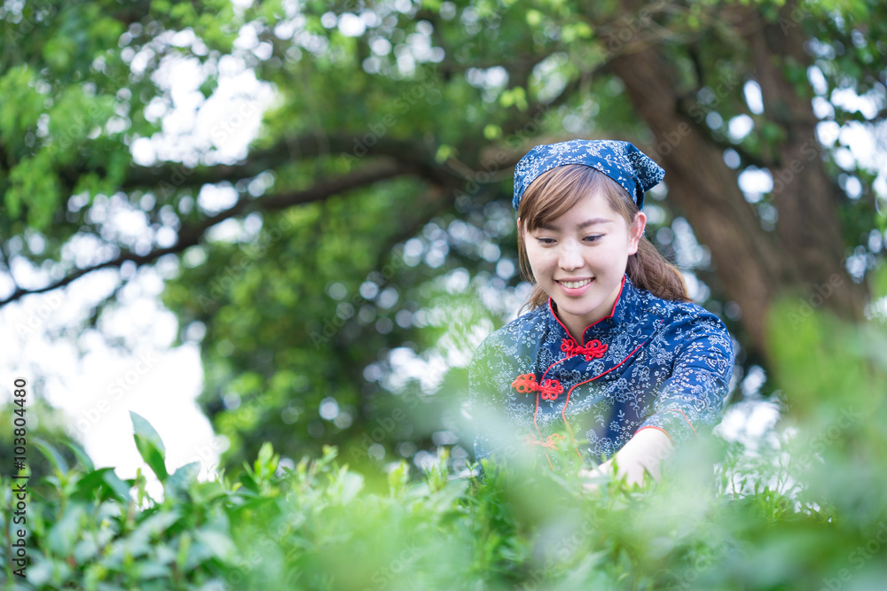 beautiful Asian girl works in green tea plantation