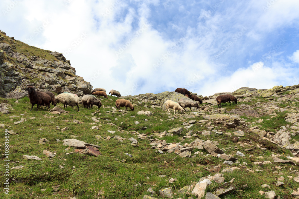 Flock of sheep in the mountains, Hohe Tauern Alps, Austria