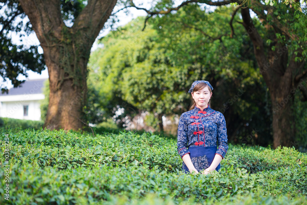 美丽的亚洲女孩在绿茶种植园工作