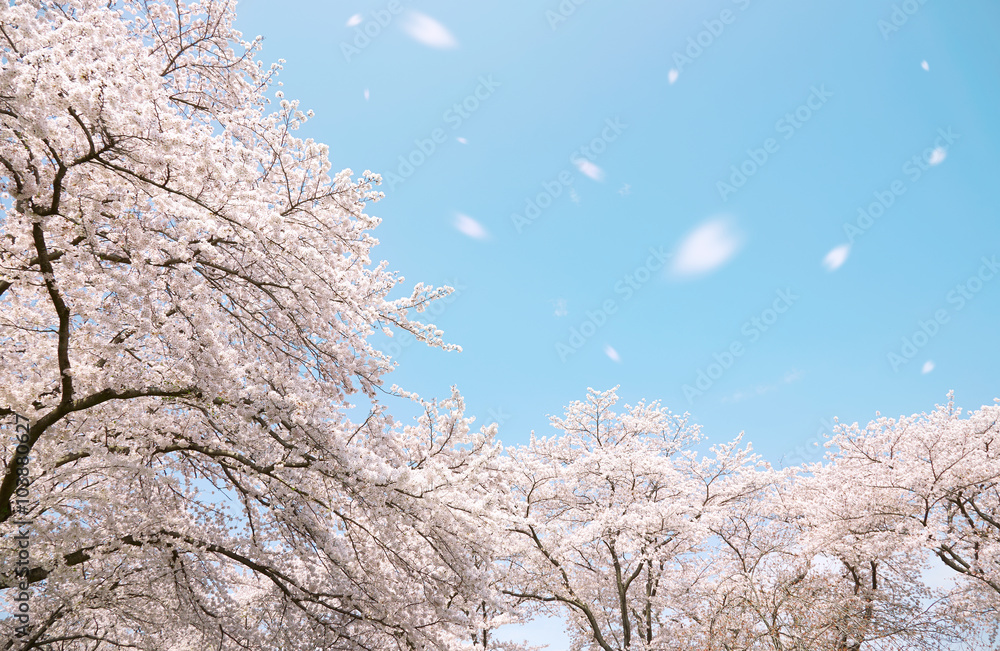 満開の桜　染井吉野　桜吹雪