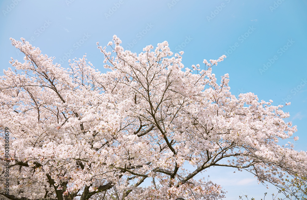 満開の桜　染井吉野