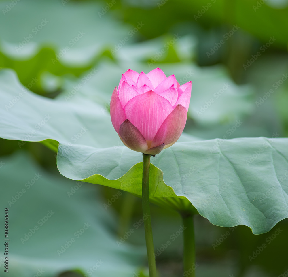 盛开的莲花