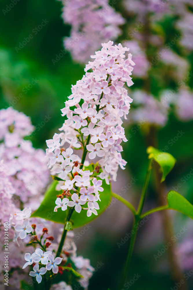 花园里的粉色花朵丁香