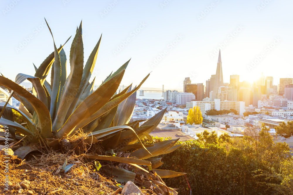 plant with cityscape of San Francisco in sunny day