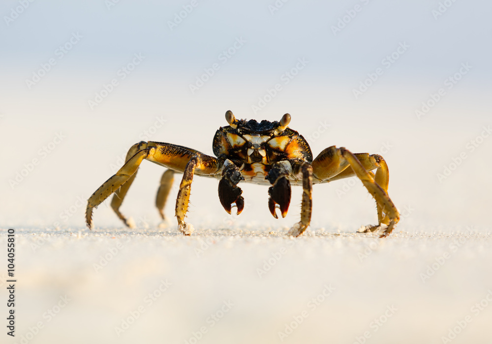 Macro photo of crab on the beach