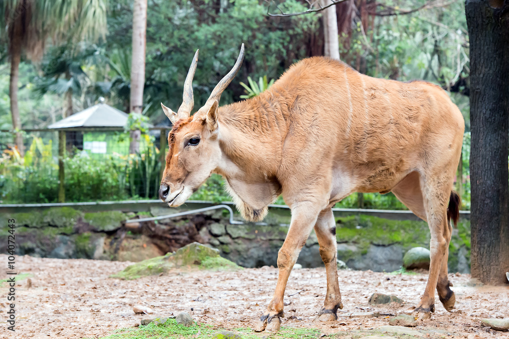 大羚羊（Eland）