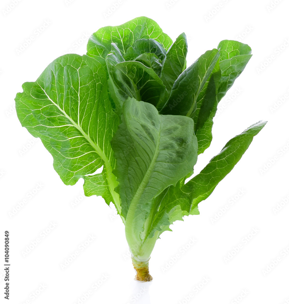 Cos Lettuce Isolated on White Background