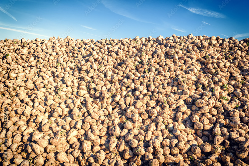 Pile of harvested sugar beet