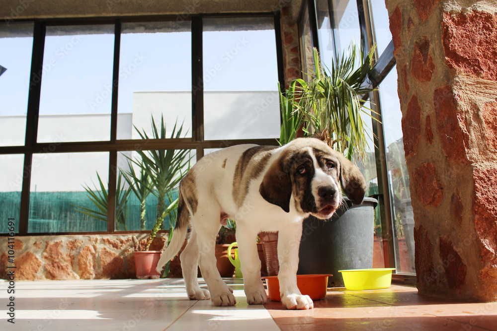 spanish mastiff puppy