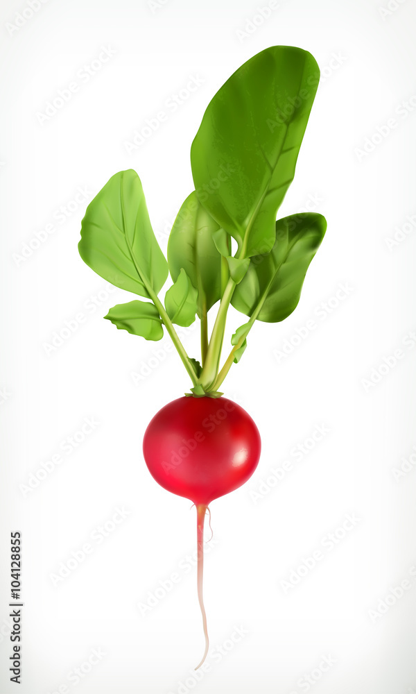 Radish, vector object