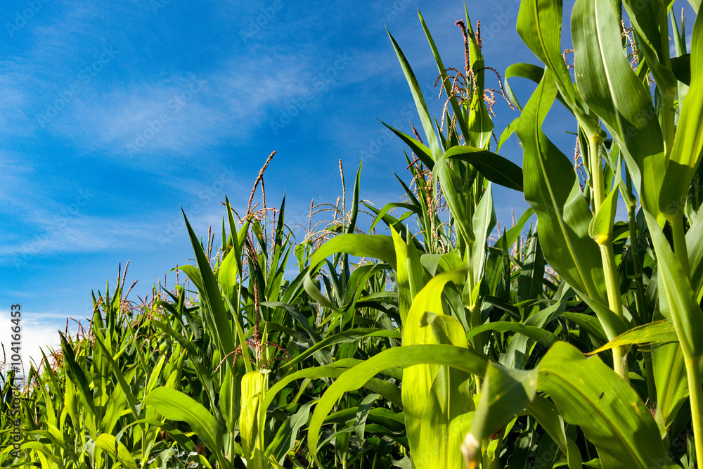 Cornfield