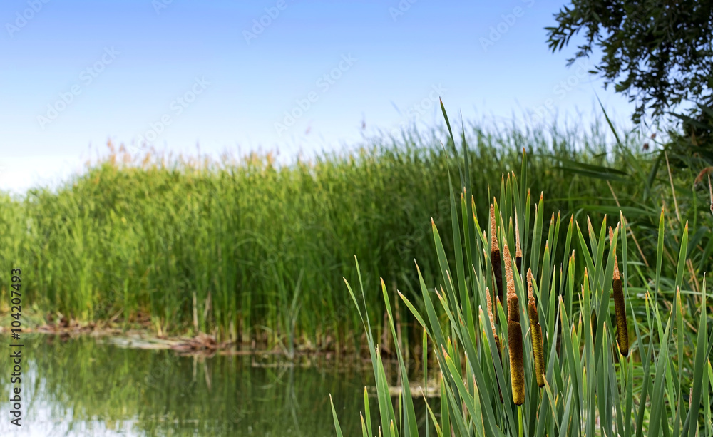 匈牙利巴拉顿湖的Sedge